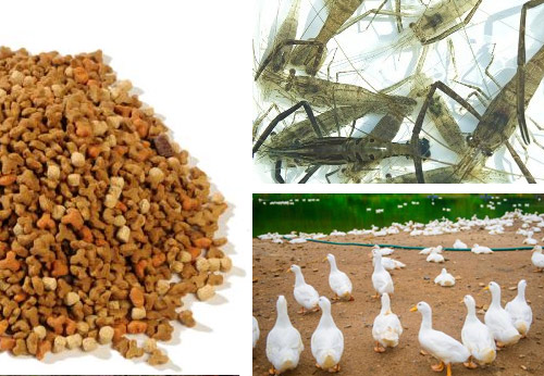 饲料专用大豆磷脂